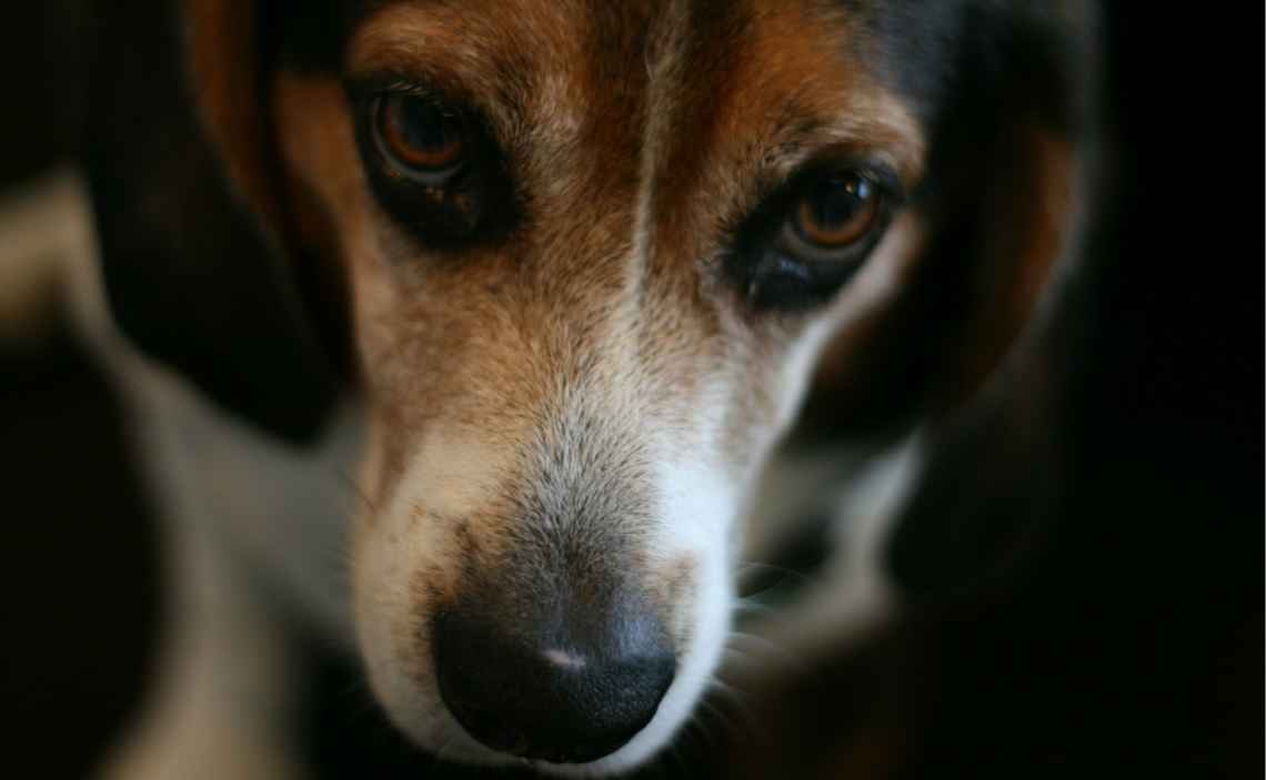 beagle close up dog first aid kit