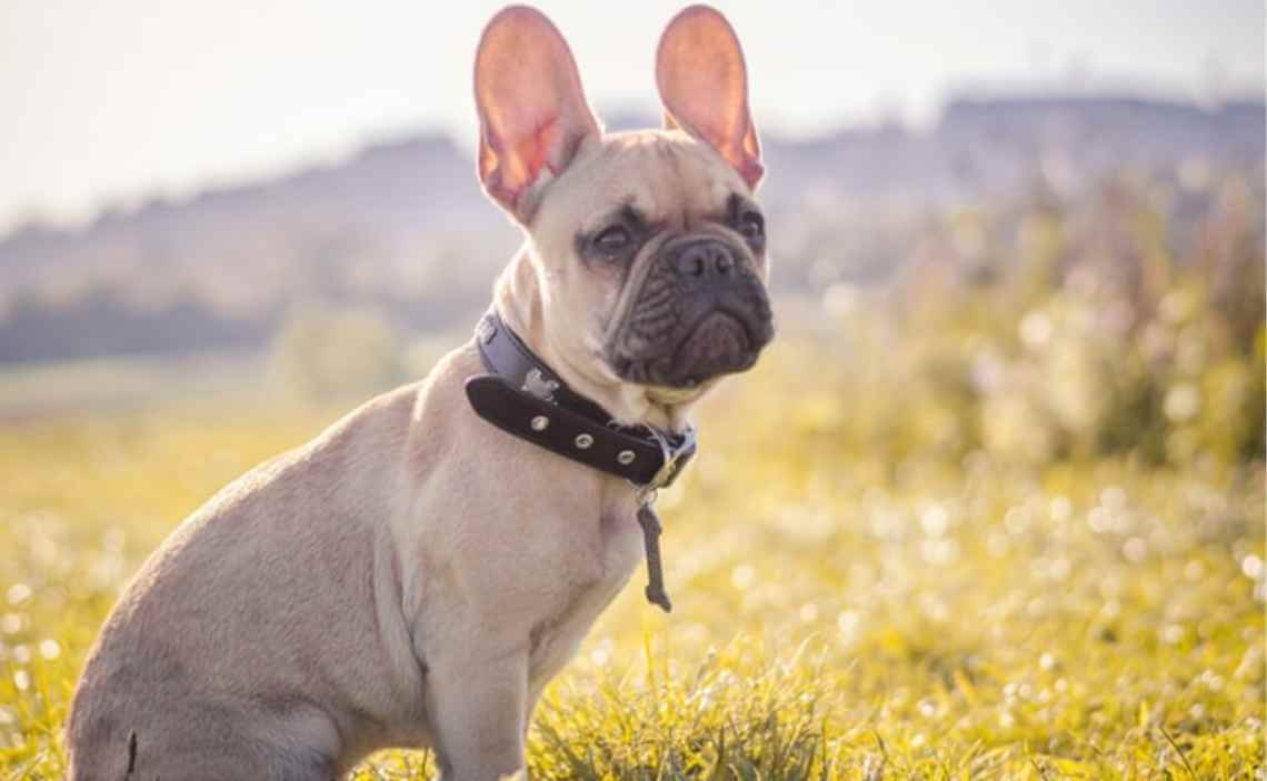bulldog pink ears standing up dog ear infections