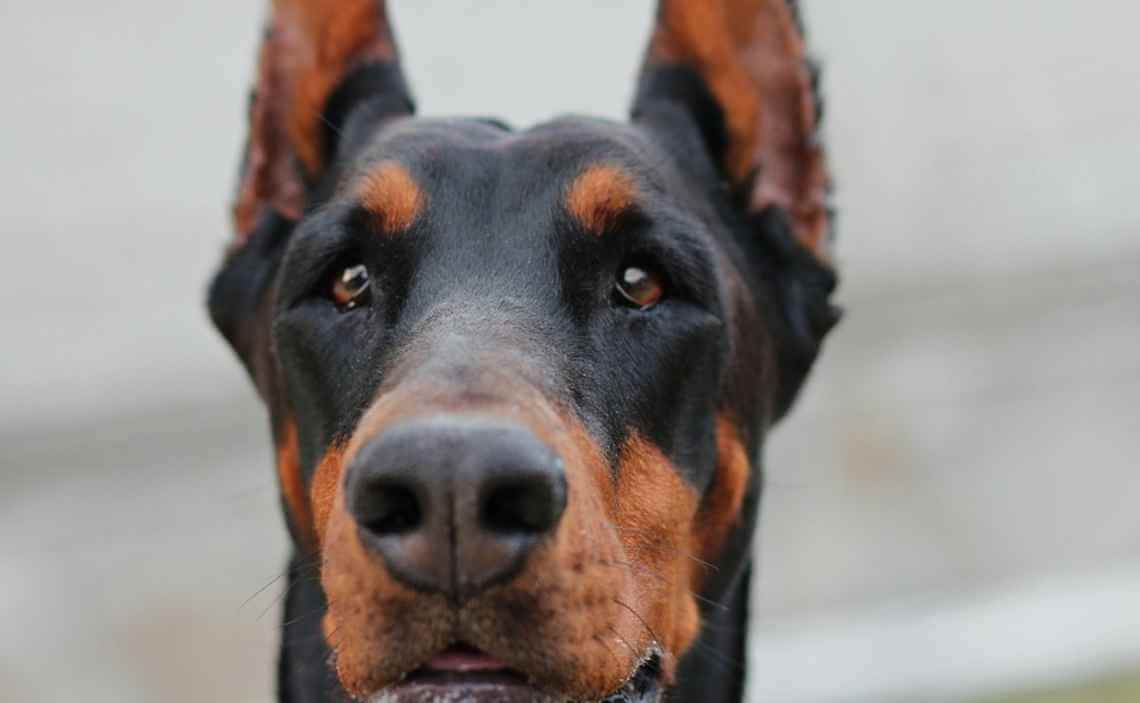 doberman pinscher