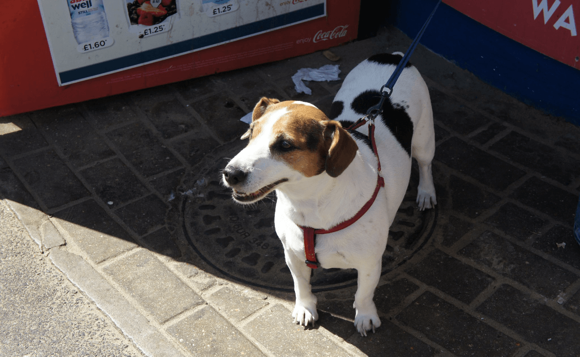 dog in airport