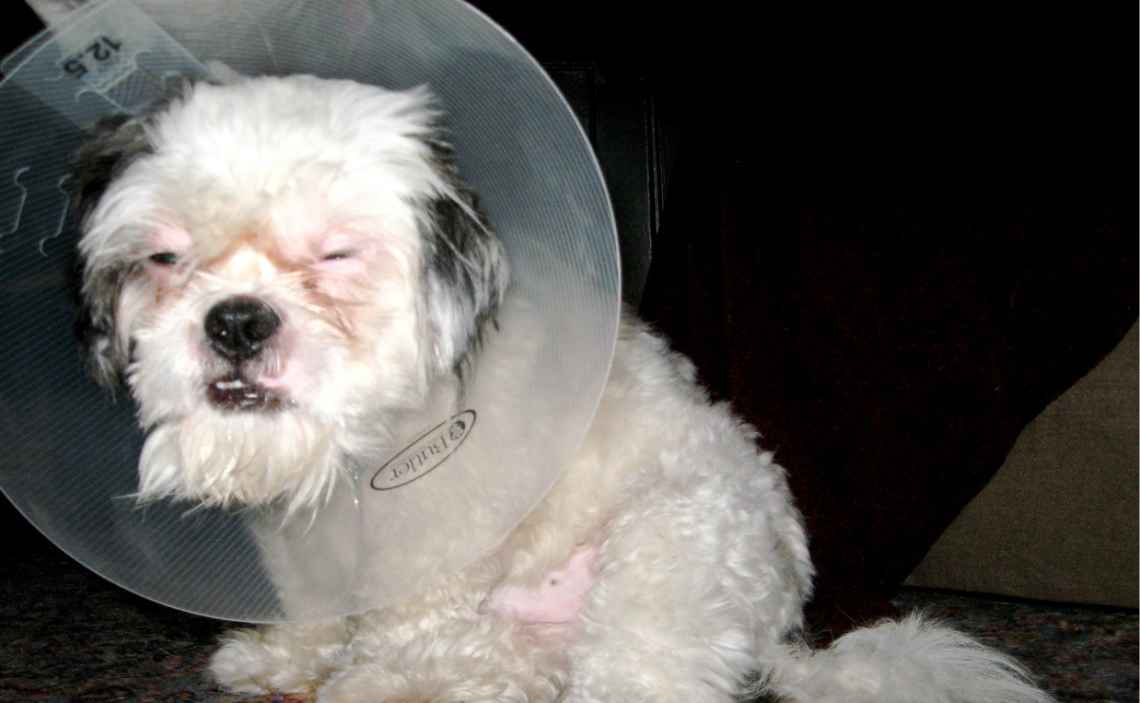 dog with cone white curly long hair dog first aid kit