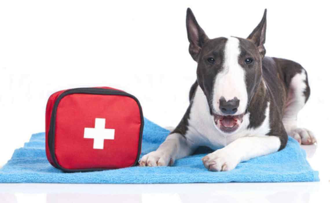 extra blog image template What to Put in a Dog First Aid Kit