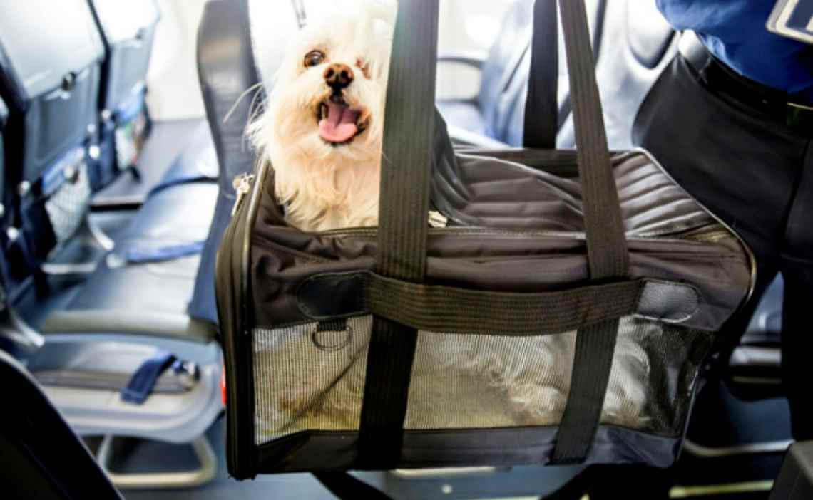 fluffy white dog in dog carrier on airplane