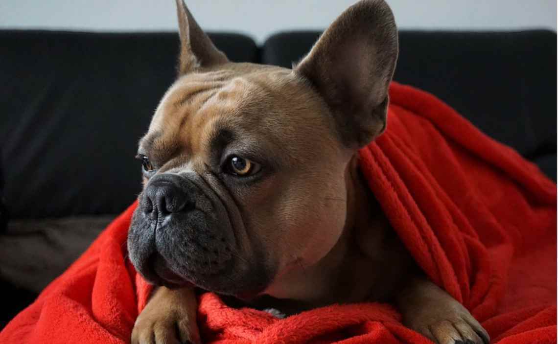 french bulldog red blanket dog ear infections