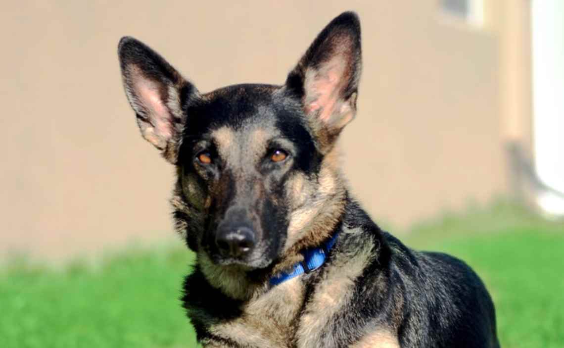 german shepherd