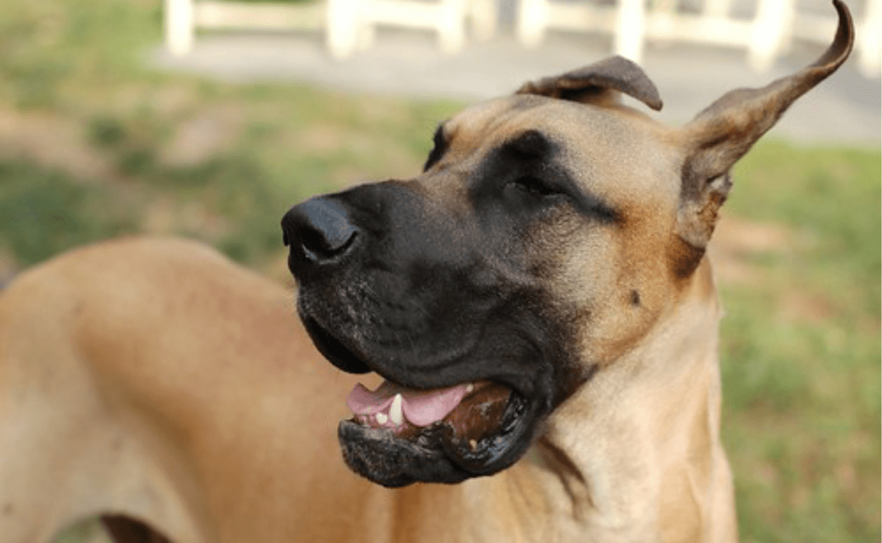 great dane