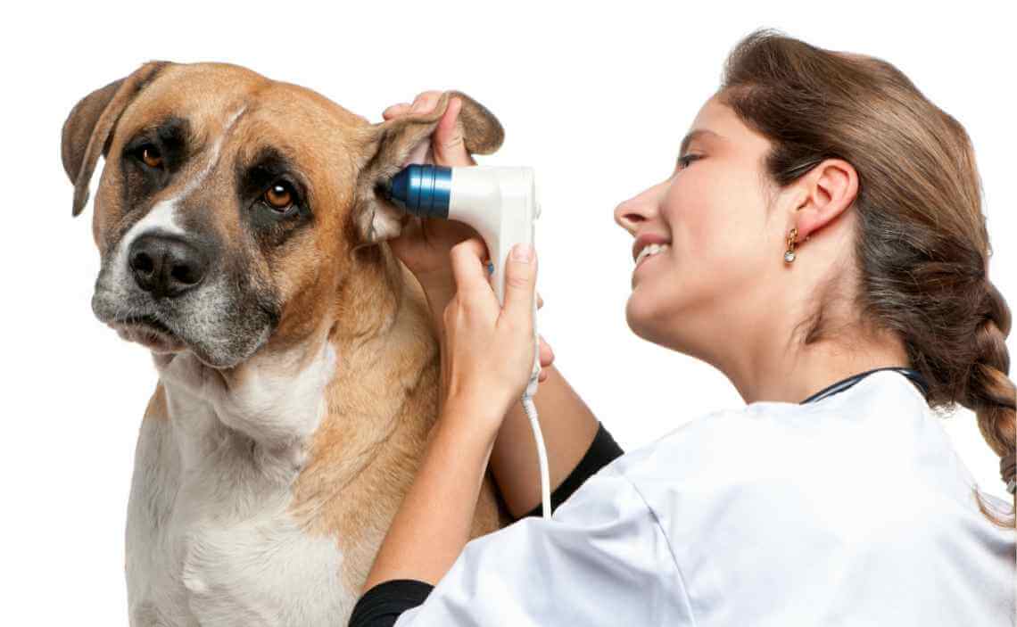 What Every Dog Owner Should Know About Ear Infections in Dogs