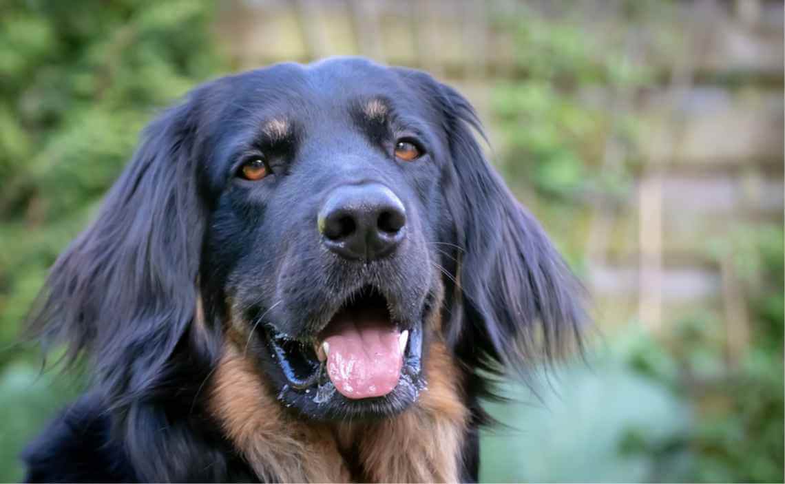 long-eared long haired black dog ear infections