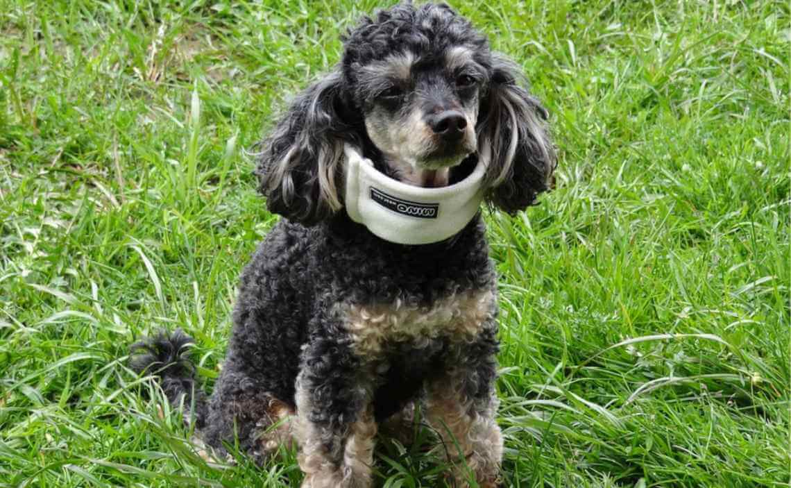 poodle neck brace first aid kit