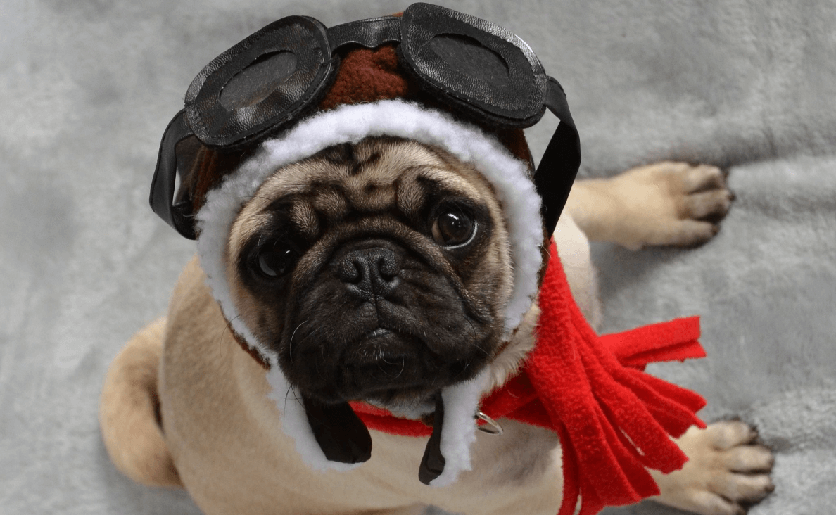 pug dressed as pilot