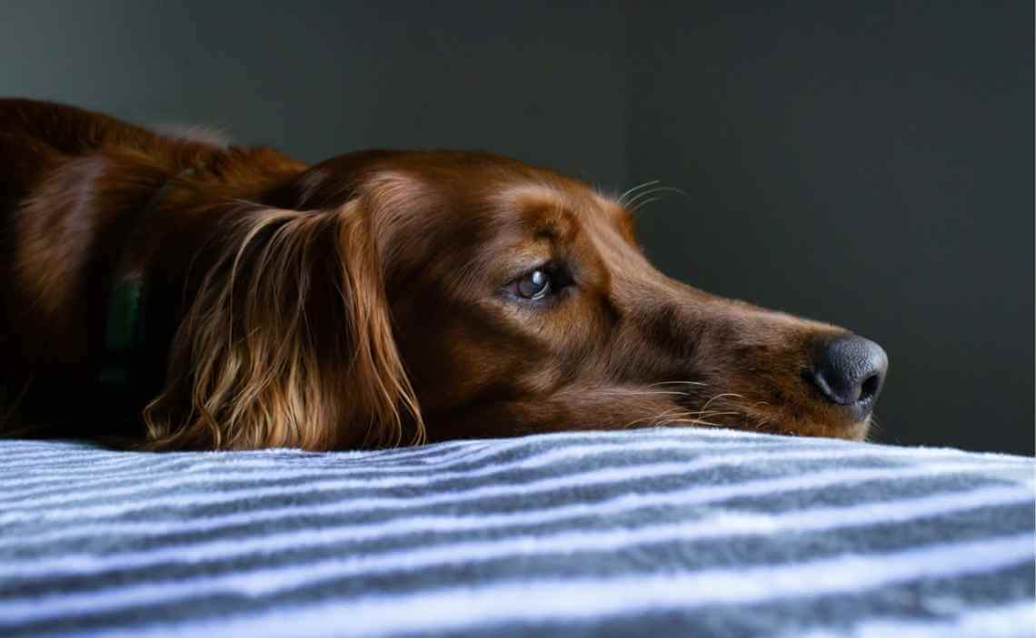 setter dog first aid kit