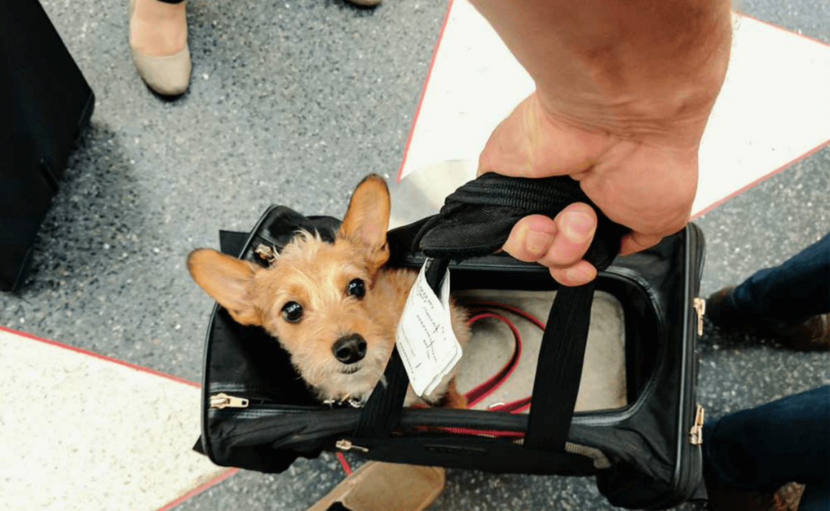 small dog in carrier at airport