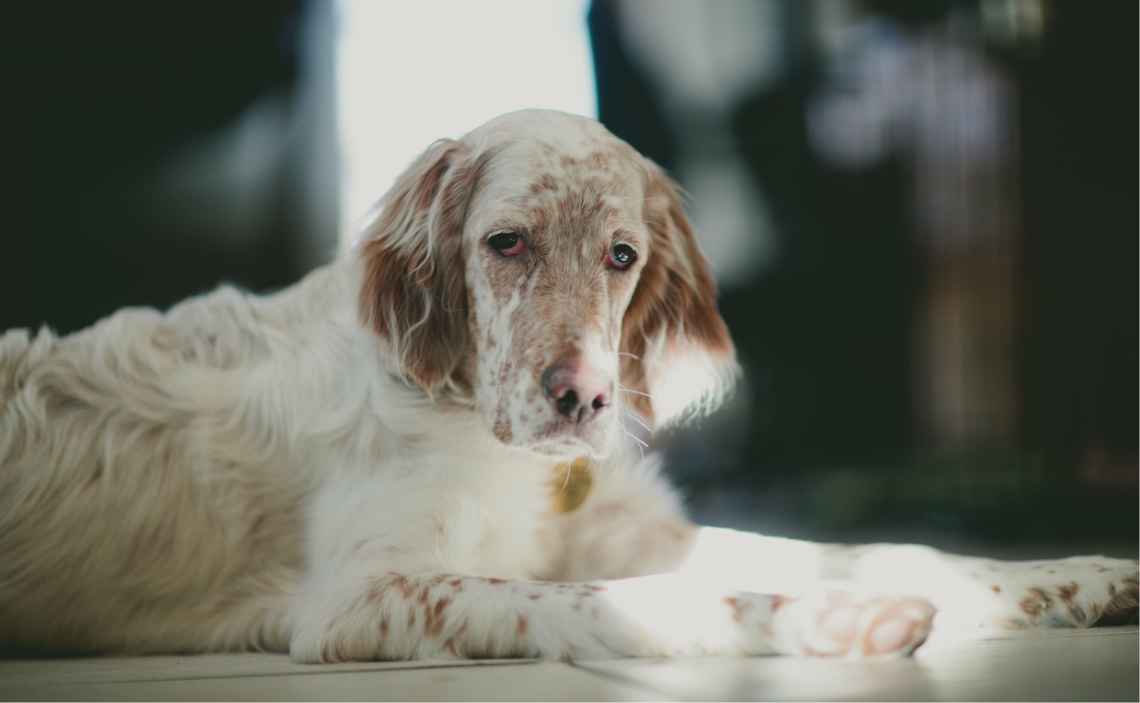 spaniel white and brown spotted dog first aid kit