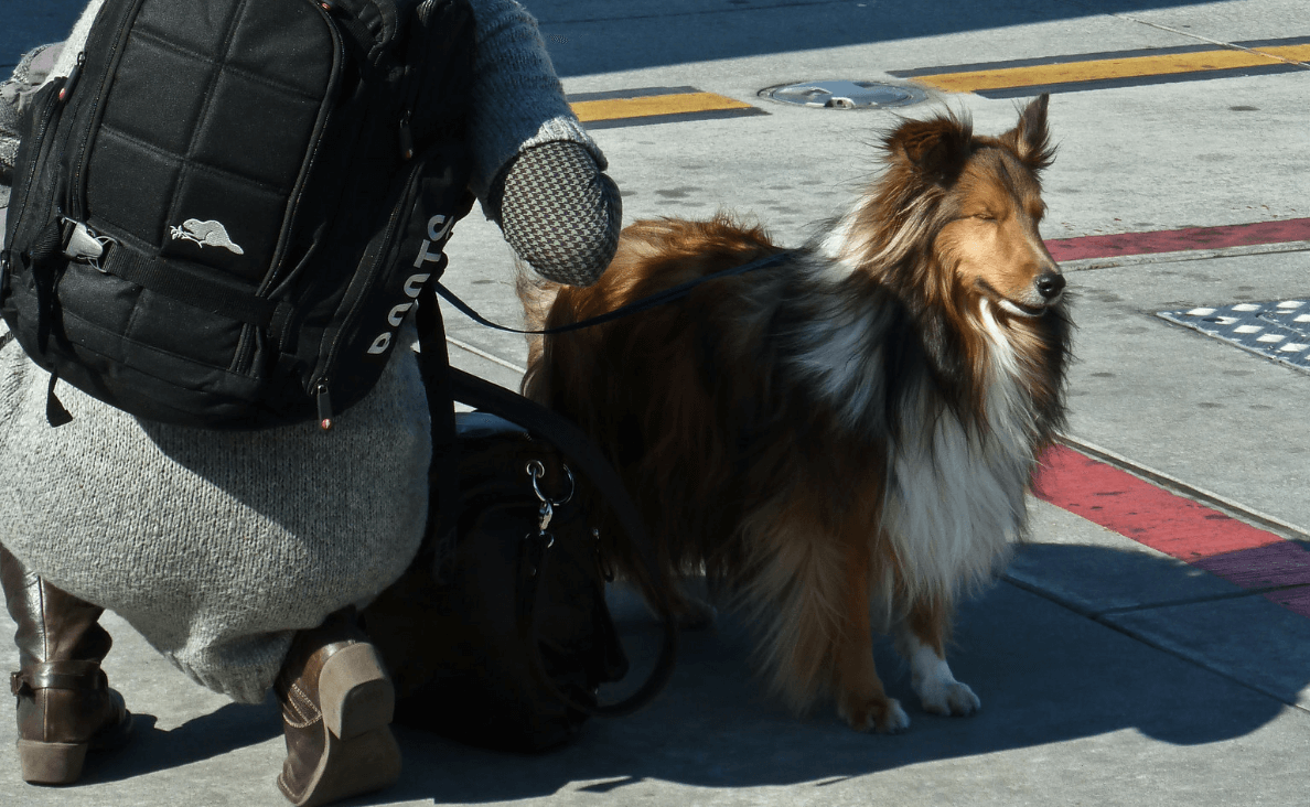 woman traveling with collie dog