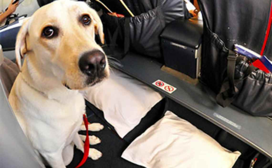 yellow lab in airplane