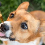 medium sized dog eating treat