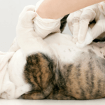 Everything You Need to Know About Canine Hernias