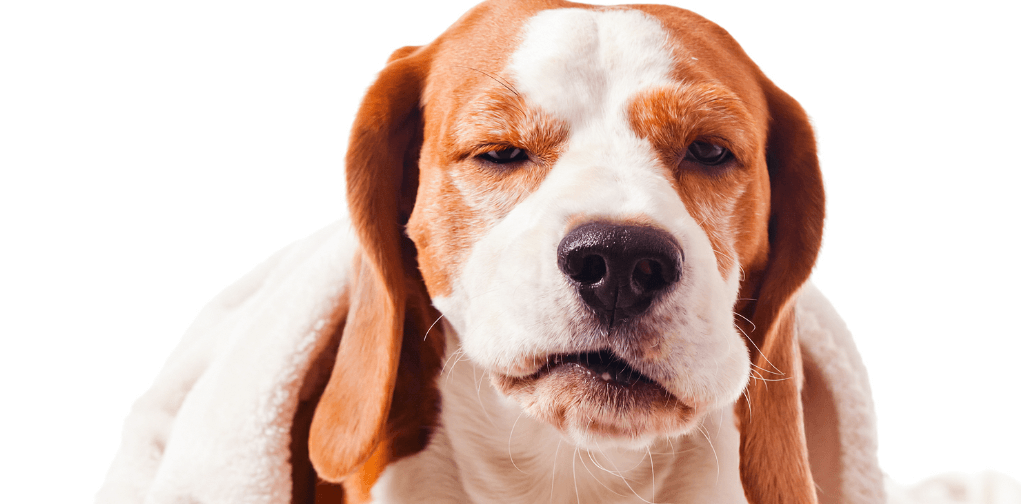 how to stop a dog from coughing with kennel cough