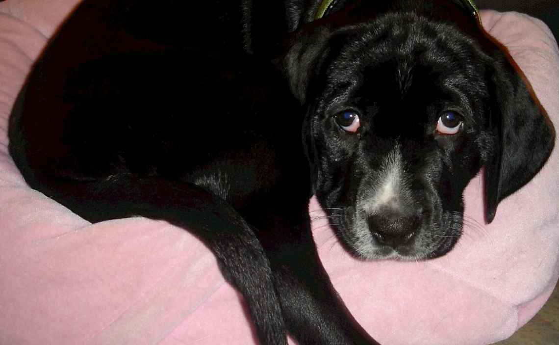 black lab mix on pink dog bed
