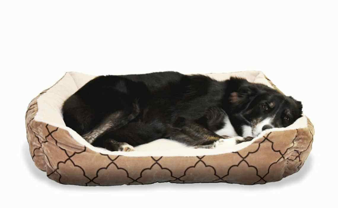 dog in soft comfy dog bed