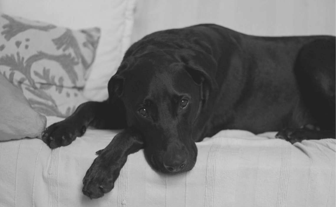 extra blog image KENNEL COUGH BLACK LAB ON COUCH