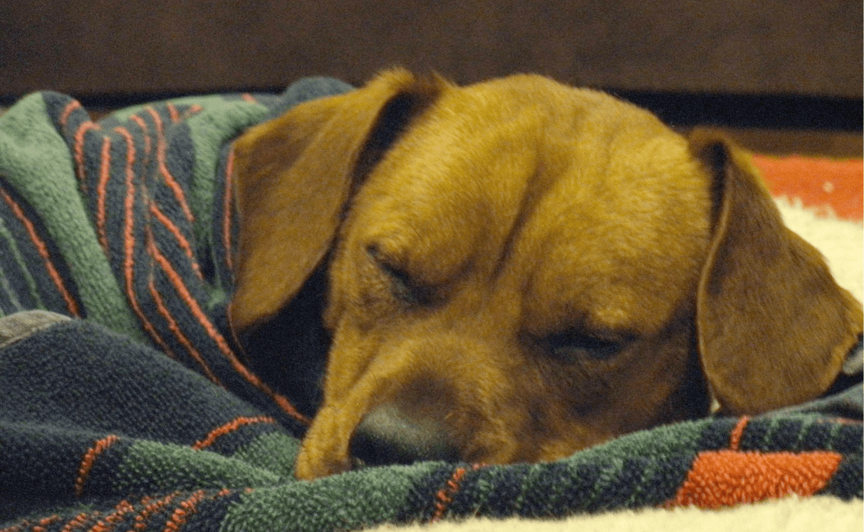 extra blog image KENNEL COUGH PUPPY