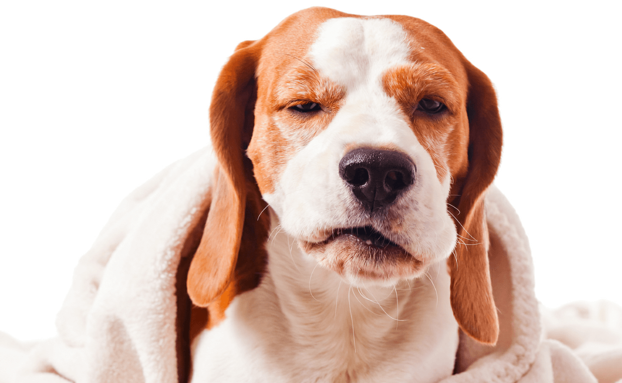 what to give a dog with a bad cough