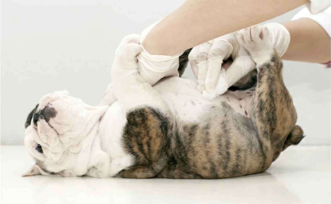 is hernia common in puppies