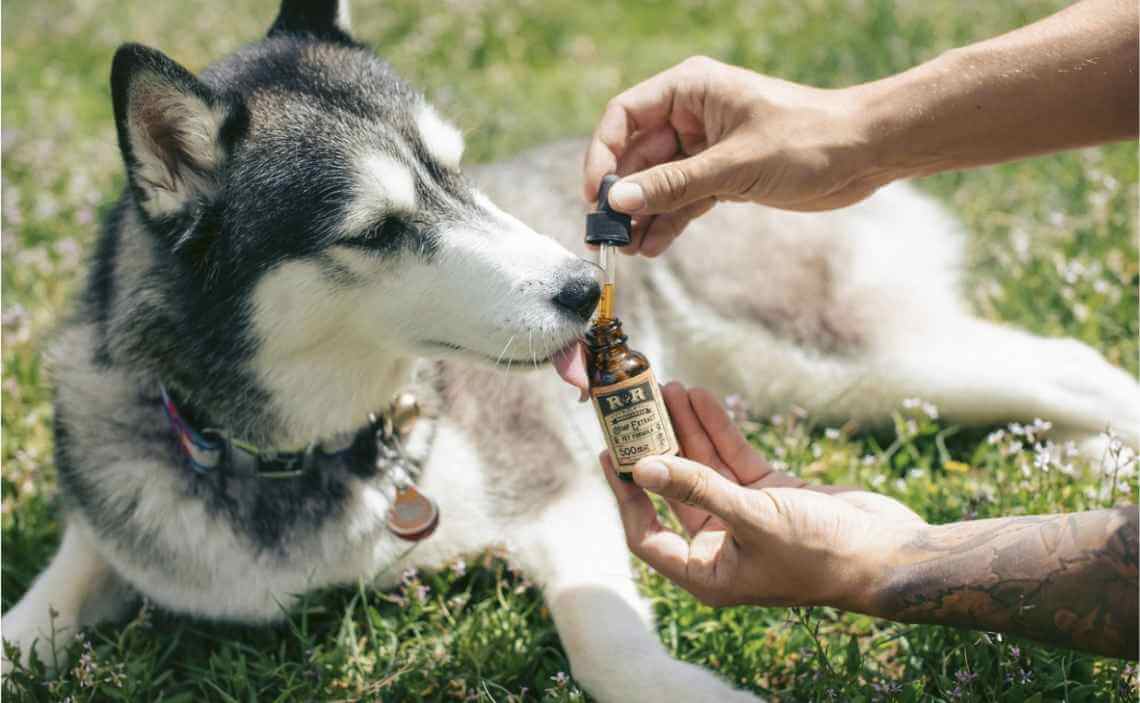 husky cbd oil treatment for dogs
