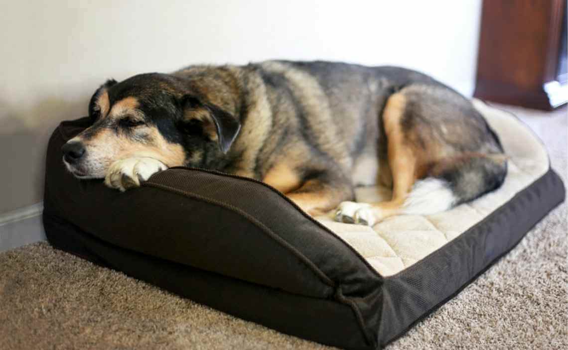 can you get worms from your dog sleeping in your bed