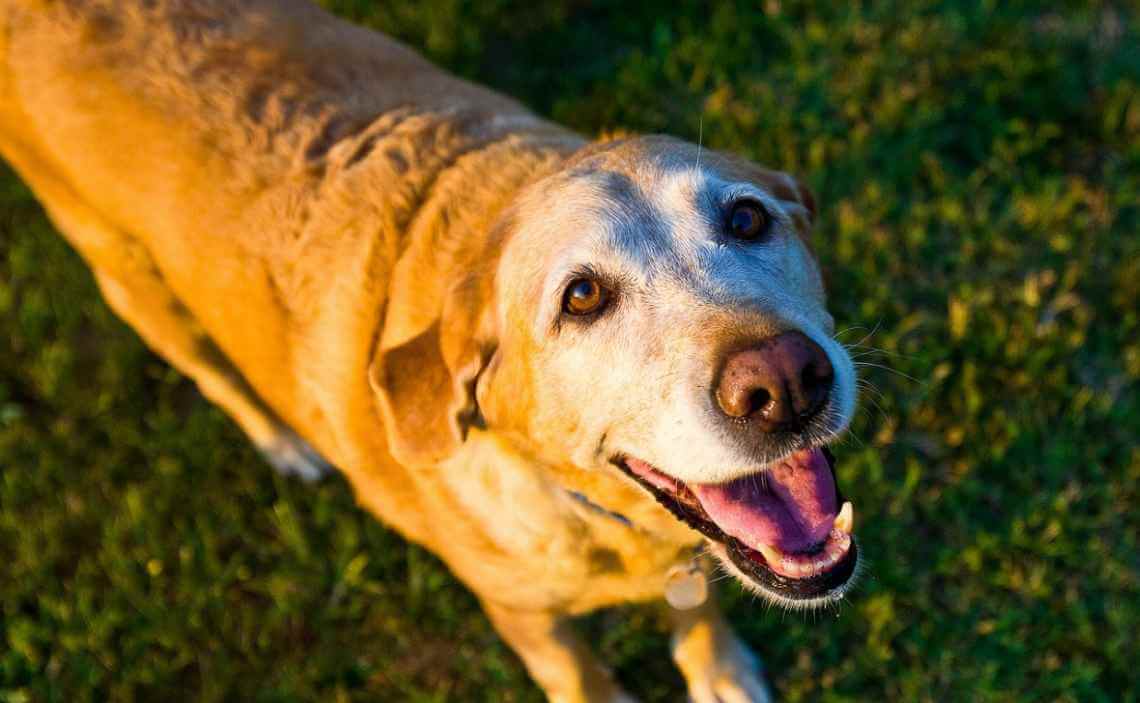 should you give your old dog probiotics