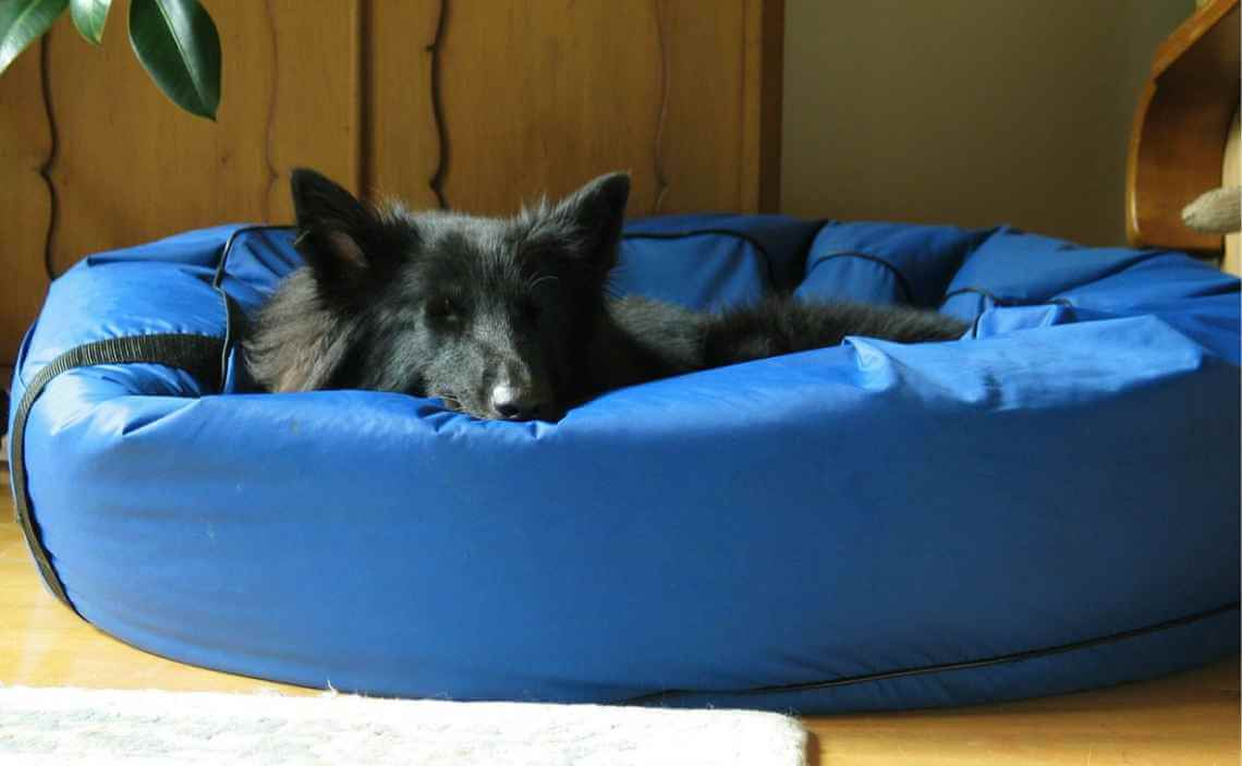 wipeable dog bed with collie dog