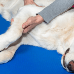 Blog Featured - How to Recognize and Manage Arthritis in Dogs