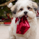 23 Best Dog Gifts for Christmas 2019