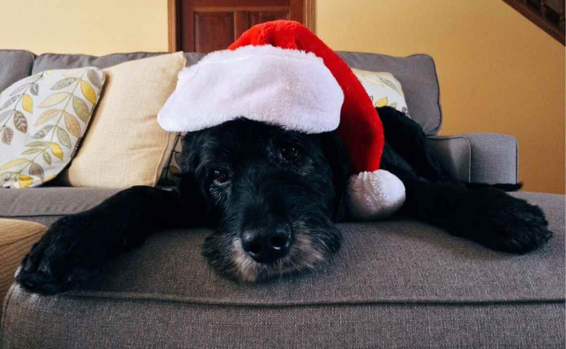 black fluffy dog with santa hat christmas 2019
