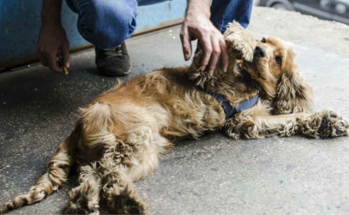 cocker spaniel dog arthritis