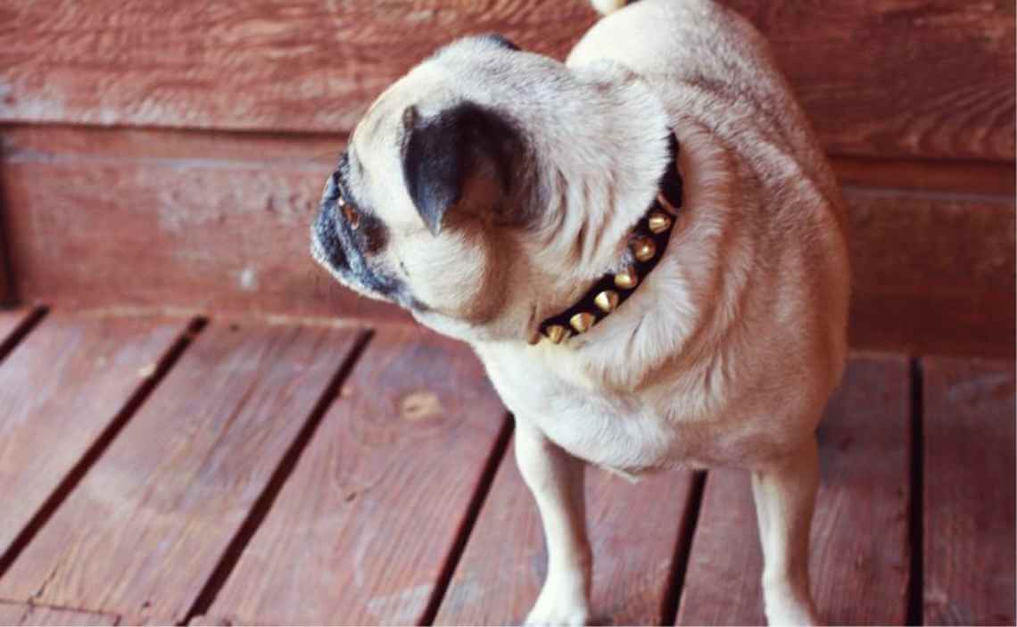dog studded collar