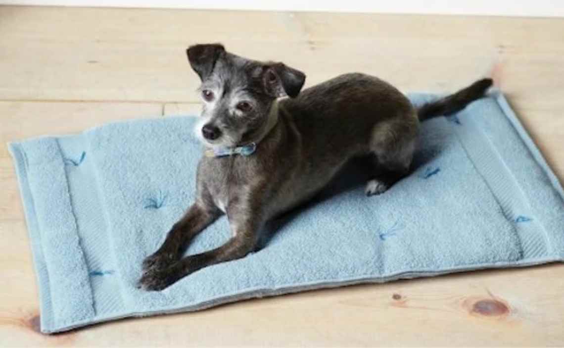 dog travel towel