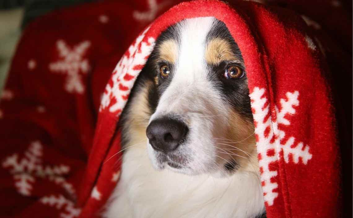dog with christmas blanket christmas 2019