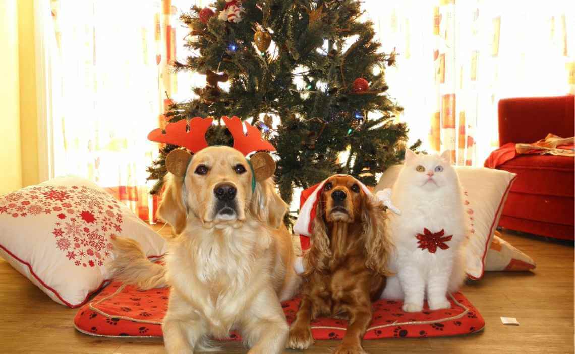 dogs and cat in front of tree christmas 2019