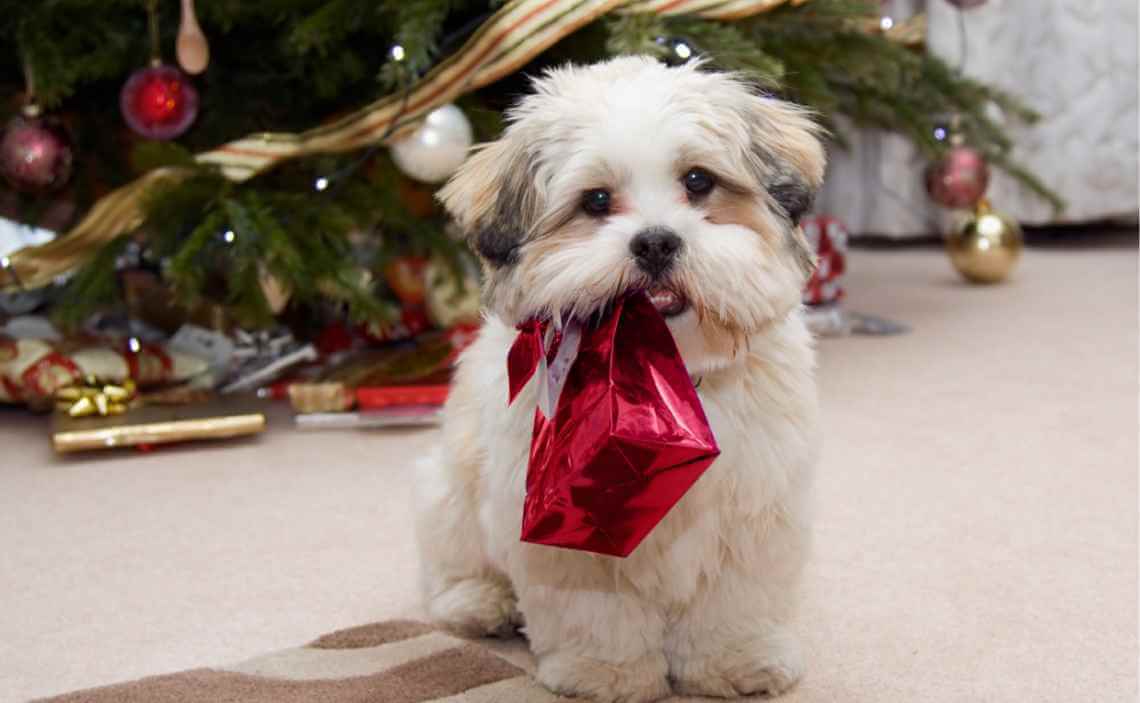 Christmas gifts for dogs