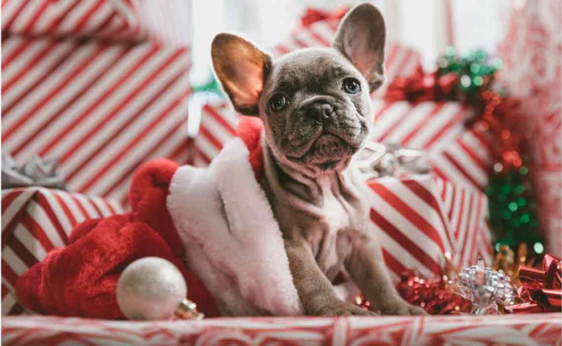 gray puppy in christmas stocking christmas 2019