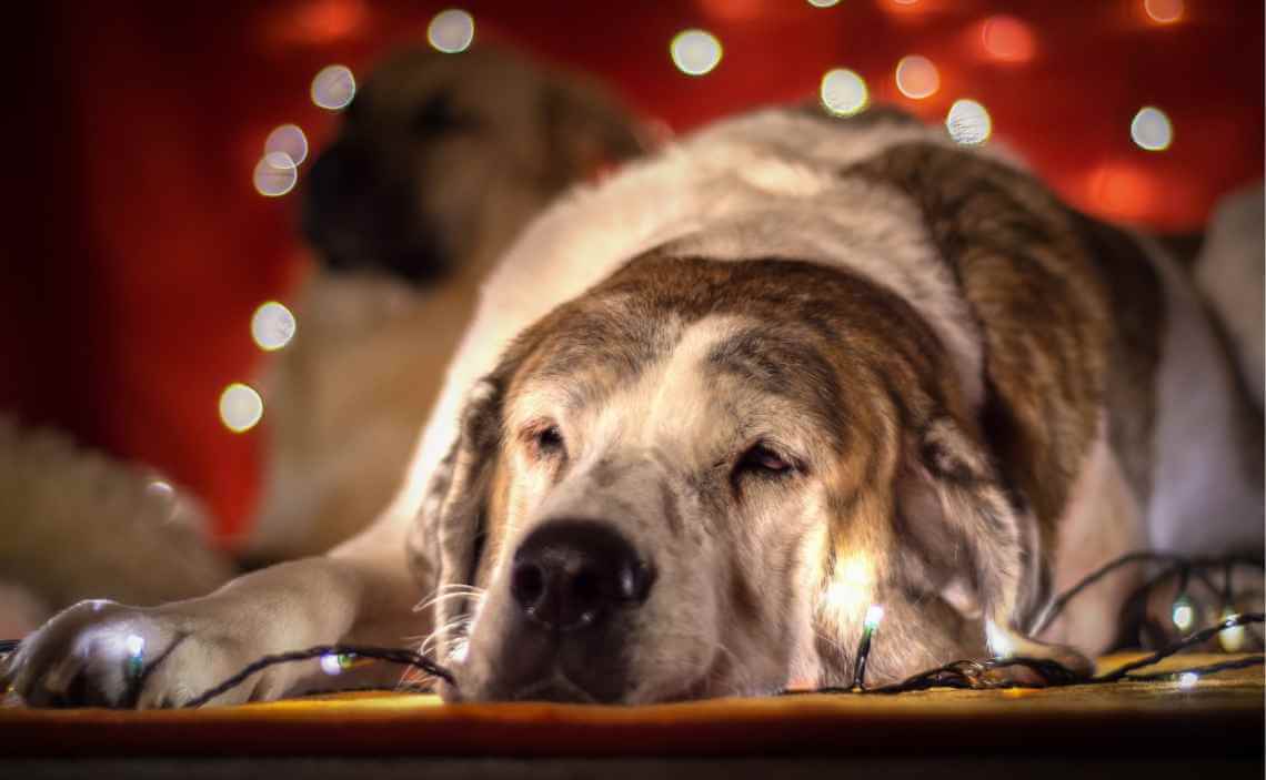 large breed dog with christmas lights