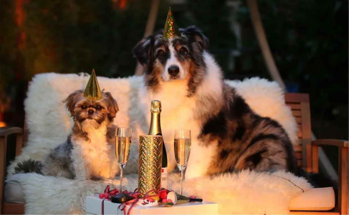 new years dog party