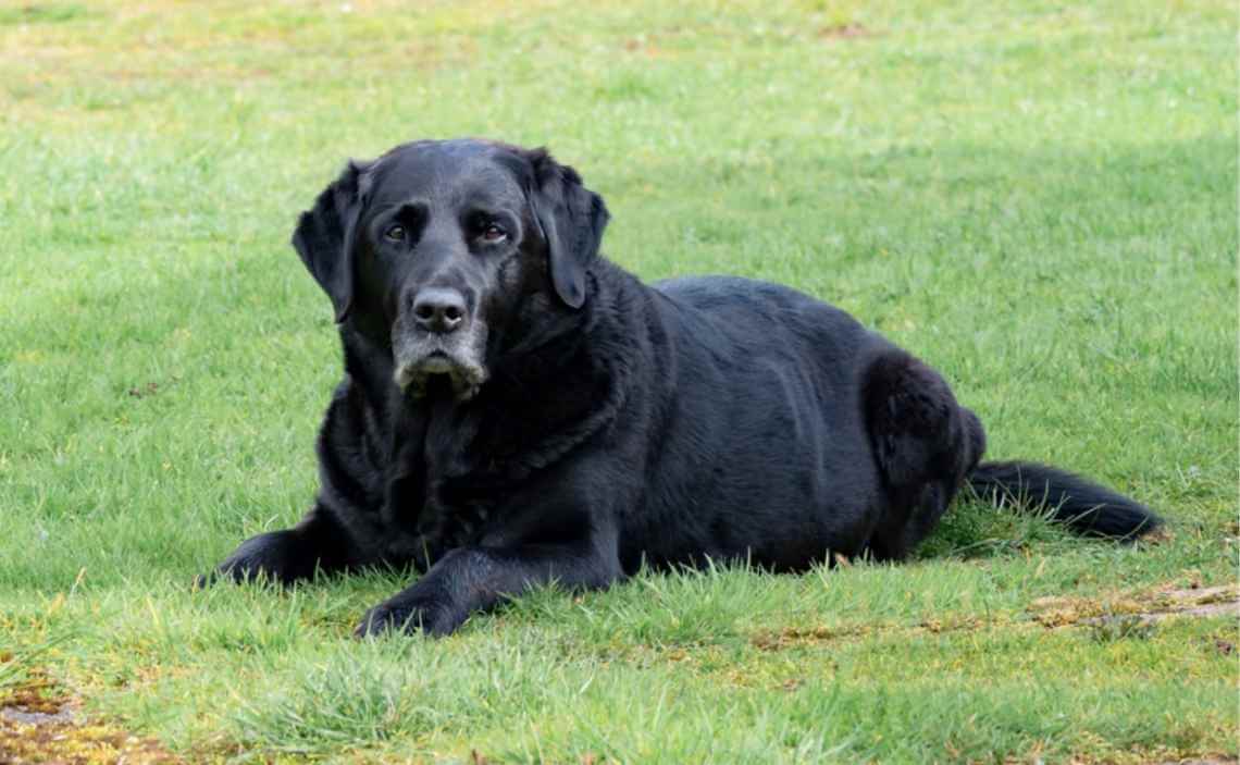 old black lab arthritis