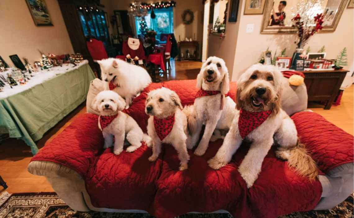 white dogs on red couch christmas 2019