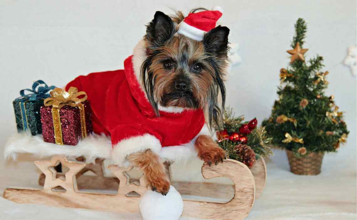 yorkshire terrier christmas dogs gifts