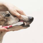 5 Easy Steps to Brush Your Dog's Teeth