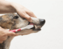 5 Easy Steps to Brush Your Dog's Teeth