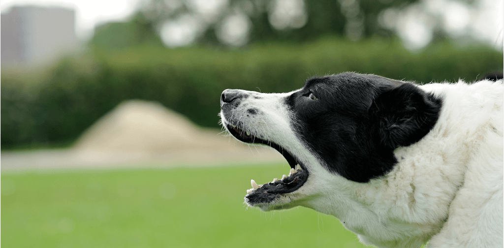 get dog to stop barking when you leave